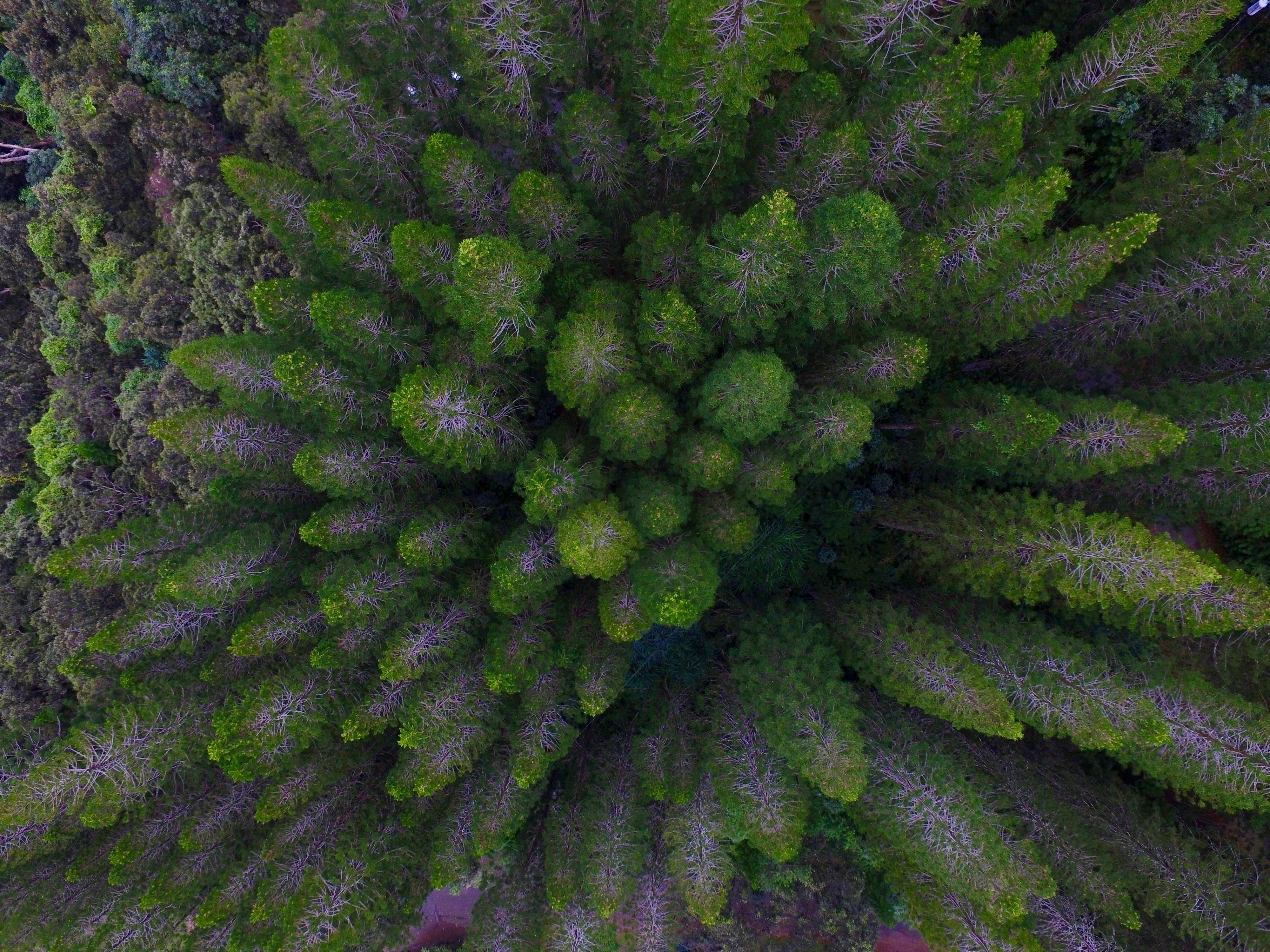 green leaf trees